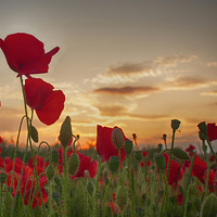 Buy canvas prints of  Sunset Poppies by Phil Clements