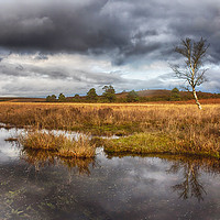 Buy canvas prints of New Forest by Phil Clements