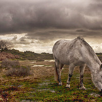 Buy canvas prints of New Forest Pony by Phil Clements