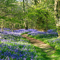 Buy canvas prints of Sussex Bluebell Woods by Phil Clements