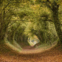 Buy canvas prints of Halnaker Tree Tunnel by Phil Clements