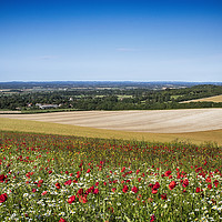 Buy canvas prints of Summer Poppies At Firle by Phil Clements