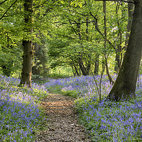 Buy canvas prints of Sussex Bluebell Woods by Phil Clements