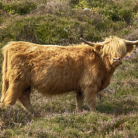 Buy canvas prints of Highland Cow by Phil Clements