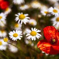 Buy canvas prints of Summer Flowers by Phil Clements