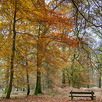 Buy canvas prints of New Forest Autumn Colours by Phil Clements