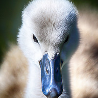 Buy canvas prints of Adorable Fluffy Cygnet by Phil Clements