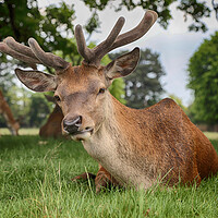 Buy canvas prints of Red Deer Stag by Phil Clements
