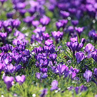 Buy canvas prints of Spring Crocuses by Phil Clements