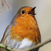Buy canvas prints of Singing Robin by Phil Clements