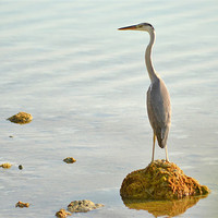 Buy canvas prints of Heron by Mohamed Ibrahim