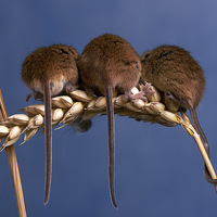 Buy canvas prints of 3 Blind Mice by Bernie Condon