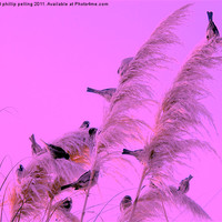 Buy canvas prints of Pampas perch by camera man