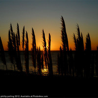 Buy canvas prints of Pampas Paradise. by camera man