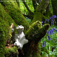 Buy canvas prints of Bluebell Frog by camera man