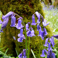 Buy canvas prints of Little Bluebells by camera man