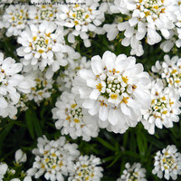 Buy canvas prints of Candytuft by camera man