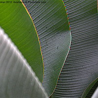 Buy canvas prints of Banana leaf art by camera man