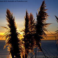 Buy canvas prints of Sunny Pampas by camera man