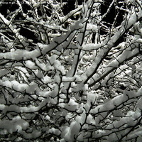 Buy canvas prints of Snow Bush by camera man