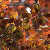 Buy canvas prints of Fall Beech by camera man