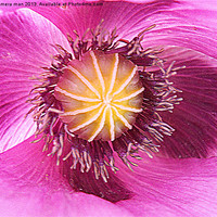 Buy canvas prints of purple poppy by camera man