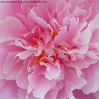 Buy canvas prints of Pink Petals by camera man