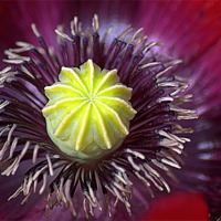 Buy canvas prints of Poppy perfection. by camera man