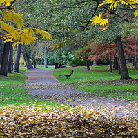 Buy canvas prints of Leaves in the park by camera man