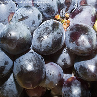 Buy canvas prints of Dew covered Concord Grapes by Michael Waters Photography