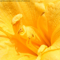 Buy canvas prints of Yellow Day Lily by Michael Waters Photography