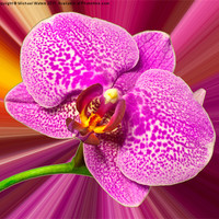 Buy canvas prints of Bright Orchid by Michael Waters Photography