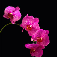 Buy canvas prints of Simply Beautiful Purple Orchids by Michael Waters Photography