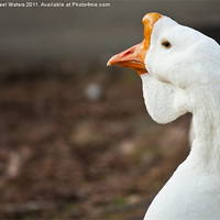 Buy canvas prints of The Ugly Duckling by Michael Waters Photography