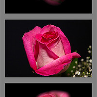 Buy canvas prints of 3 Little Roses by Michael Waters Photography