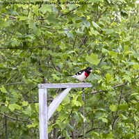 Buy canvas prints of Rose-Breasted Grosbeak by Michael Waters Photography