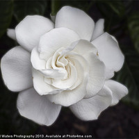 Buy canvas prints of White Gardenia by Michael Waters Photography