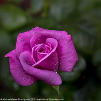 Buy canvas prints of Wet Rose by Michael Waters Photography
