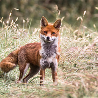 Buy canvas prints of Sly old Fox by Philip Male