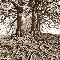 Buy canvas prints of Roots by Philip Male