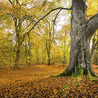 Buy canvas prints of Autumn colours by Philip Male