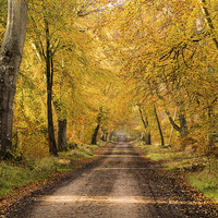 Buy canvas prints of  Autumn Walk  by Philip Male