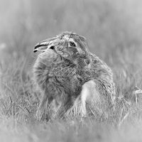 Buy canvas prints of  A hares breath by Philip Male