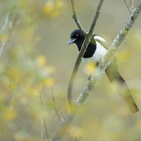 Buy canvas prints of  One for sorrow  by Philip Male