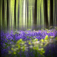 Buy canvas prints of BlueBell Woodland  by Philip Male