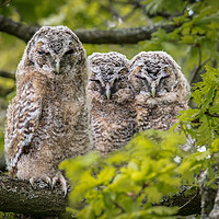 Buy canvas prints of The three wise Owls  by Philip Male