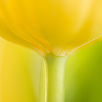 Buy canvas prints of Mellow Yellow by Philip Male
