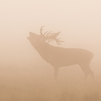 Buy canvas prints of Growlers in the mist by Philip Male