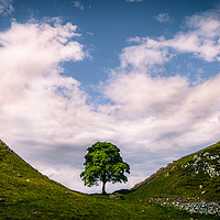 Buy canvas prints of Sycamore Gap by Philip Male