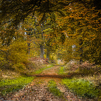 Buy canvas prints of Forever Autumn by Philip Male